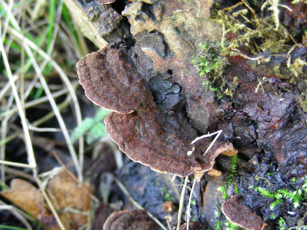 Su Salix caprea ...(Phellinus conchatus)